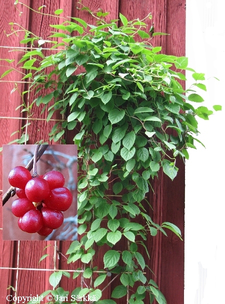 Schisandra chinensis, palsamiköynnös (sitruunaköynnös)